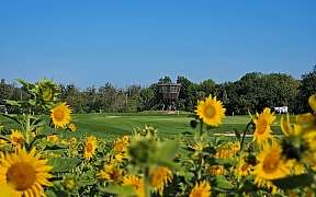 csm Sonnenblumen 2fc7d94fc4 csm Sonnenblumen 2fc7d94fc4