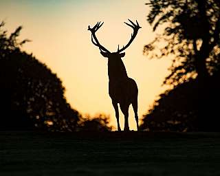 Ein Hirsch steht silhouettenhaft vor einem Sonnenuntergang.