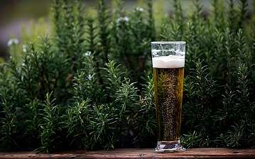 Ein Glas Bier steht vor einem Hintergrund aus grünen Pflanzen.